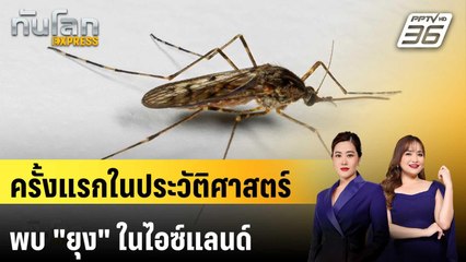 พบ "ยุง" ในไอซ์แลนด์ครั้งแรก หลังอากาศร้อนทุบสถิติ | ทันโลก EXPRESS | 25 ต.ค. 68