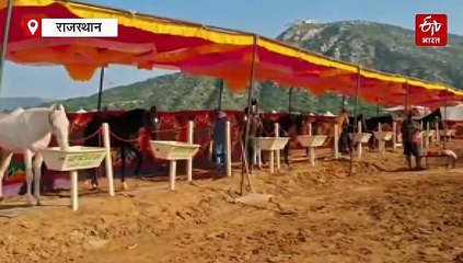 अंतरराष्ट्रीय पुष्कर पशु मेला 2025: सज गए शामियाने, खास पसंद आ रहे मारवाड़ी नस्ल के घोड़े, जानिए खासियत