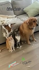 Guess the innocent in the pool of innocence..... 😂😂😂 #lol #viral #viralvideo #viralshorts #kitten