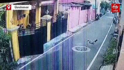 2 சிறுவர்களை கடித்து குதறிய நாய் - வெளியான அதிர்ச்சி சிசிடிவி காட்சி!