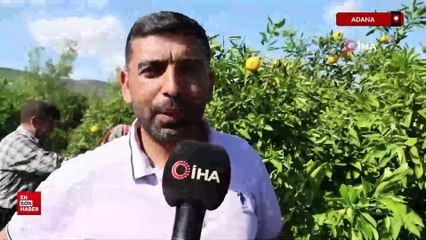 Adana'da en ucuz meyve mandalina: Bahçede 8 TL'ye düştü