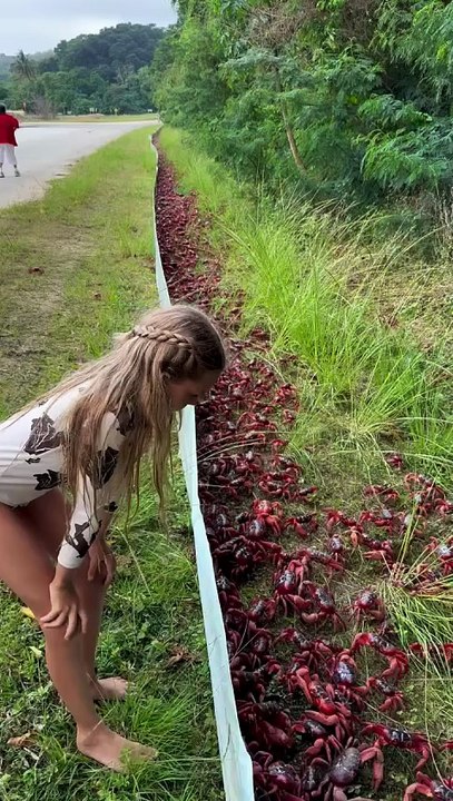 Christmas Island Red Crab Migration 2025: Nature’s Most Spectacular Journey 🦀
