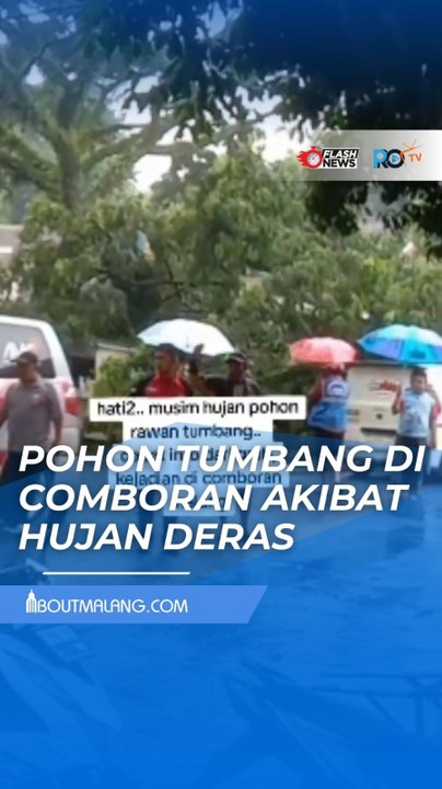 POHON TUMBANG DI KAWASAN COMBORAN KOTA MALANG