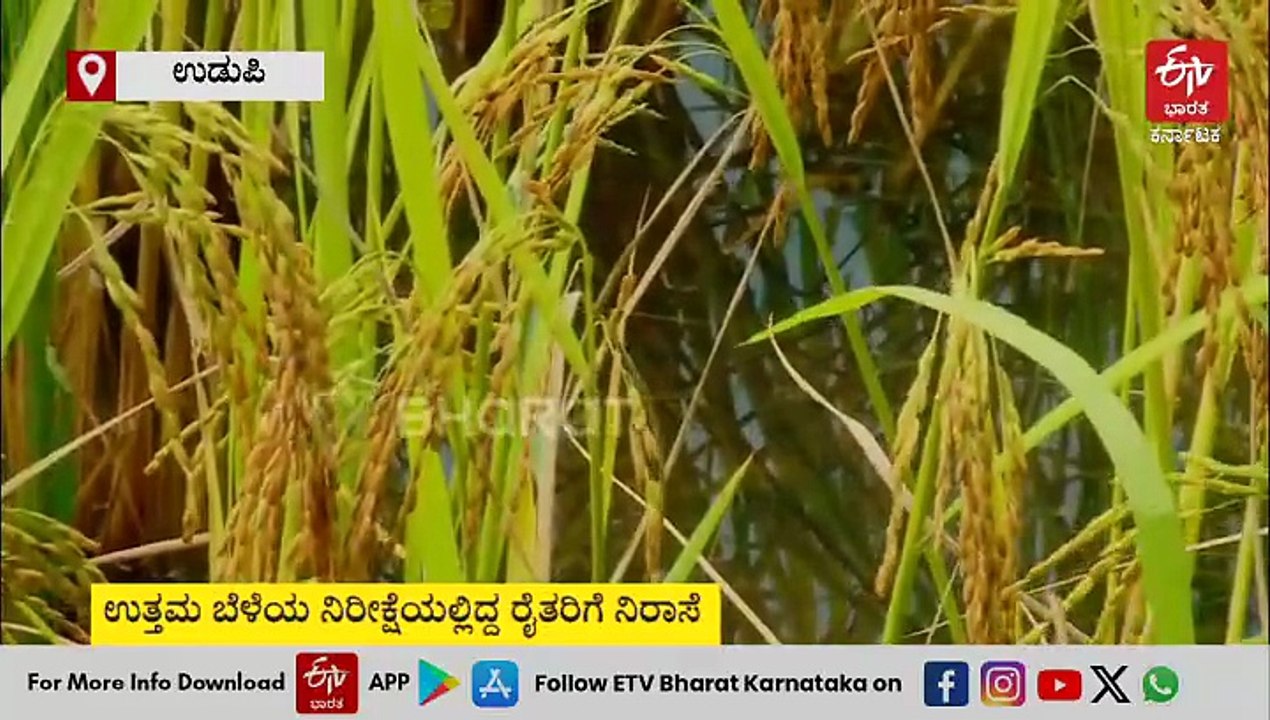 ಉಡುಪಿ: ಮುಂದುವರೆದ ಅಕಾಲಿಕ ಮಳೆ; ಸಂಕಷ್ಟದಲ್ಲಿ ಭತ್ತದ ಬೆಳೆಗಾರರು