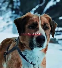 Dogs are better than other 💝