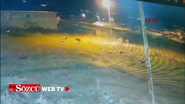 Köye inen kurtlar, köpeğe saldırdı