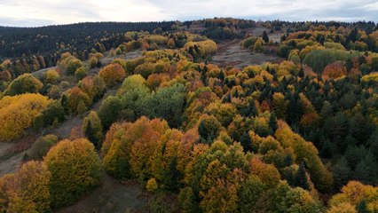 Sinop’ta renk geçişleri: Sonbahar kendini gösterdi!