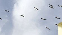 Seagulls Nature , Ocean and Fishing
