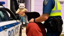 Cat video