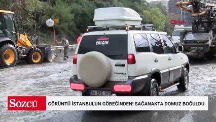 Görüntü İstanbul'un göbeğinden! Sağanakta domuz boğuldu