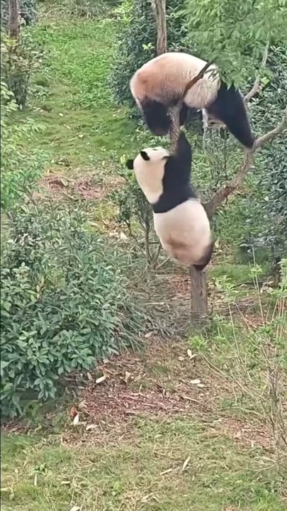Giant Panda Comedy Series 1