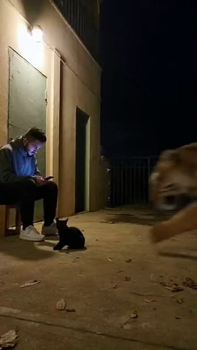 Tiger attacks humanj