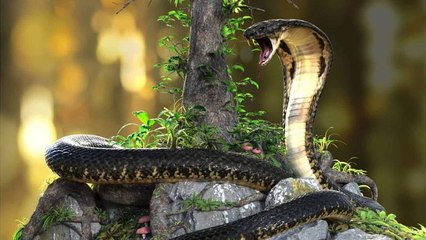 ಅಂತೂ ಇಂತೂ ಸೆರೆಸಿಕ್ಕ ದೈತ್ಯ ಗಾತ್ರದ ಕಾಳಿಂಗ, ಉರಗ ರಕ್ಷಕನ ವಿಡಿಯೋ ವೈರಲ್.. ಜನರ ಹ್ಯಾಟ್ಸಾಫ್