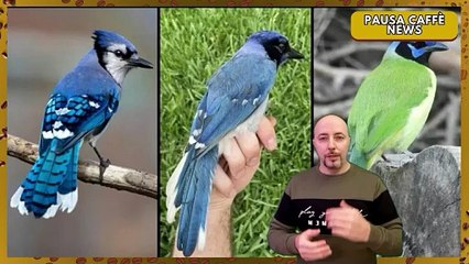 Nuova specie scoperta in Texas la ghiandaia grue e il segnale del clima che cambia