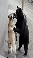 Dog vs Bear 🐶🐻 | The Unexpected Jungle Battle | Epic Animal Showdown