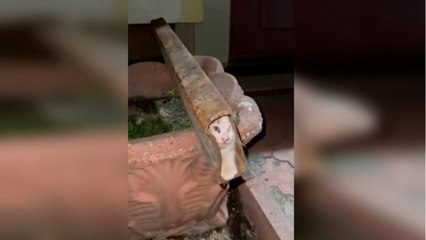 Osmaniye’de demir profile sıkışan yavru kedi, itfaiye ekiplerinin müdahalesiyle kurtarıldı