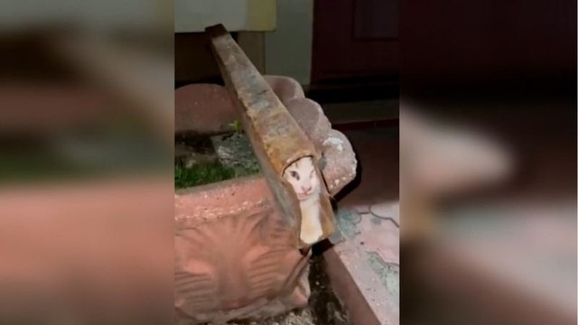 Osmaniye’de demir profile sıkışan yavru kedi, itfaiye ekiplerinin müdahalesiyle kurtarıldı