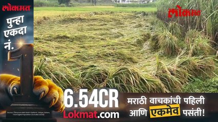 पावसाने झोडपले, भात पिकाची झाली नासाडी