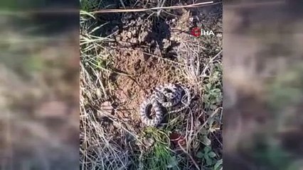 Köyde mantar ararken karşılaştı! Dünyanın en tehlikelisi olduğunu bilmiyordu