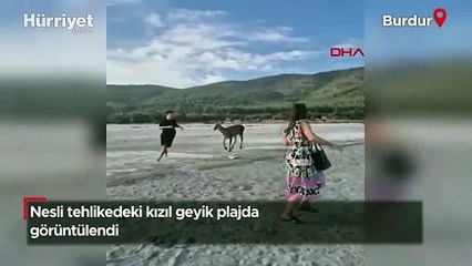 Nesli tehlikedeki kızıl geyik plajda görüntülendi