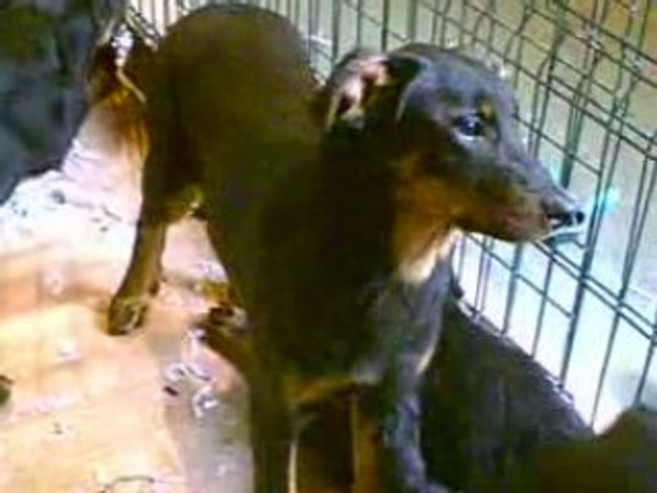 Beauceron