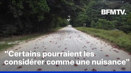 Des millions de crabes envahissent l'île Christmas en Australie