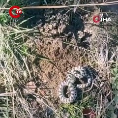Mantar ararken dünyanın en zehirli yılanlarından engerekle karşılaştı