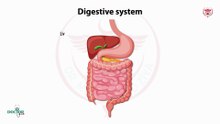 The digestive system