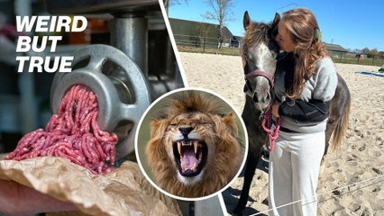Why a 13-year-old girl's pony was fed to the lions | Weird But True