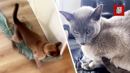 Cat bandit Leonardo da Pinchy has sticky paws for the finer things in life