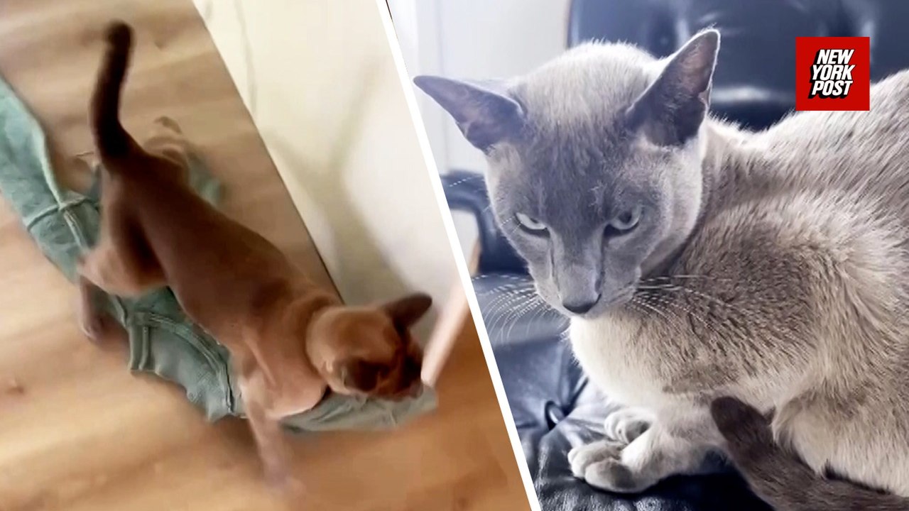 Cat bandit Leonardo da Pinchy has sticky paws for the finer things in life