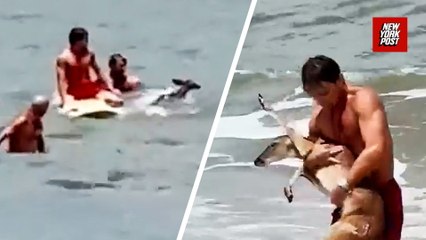 Lifeguards make incredible rescue of deer from ocean in Florida