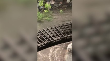 Raccoon leaps for life as floodwaters rise in Reno, NV