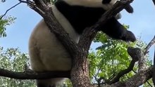 Giant Panda Comedy Series 7