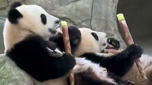 Giant Panda Comedy Series 4
