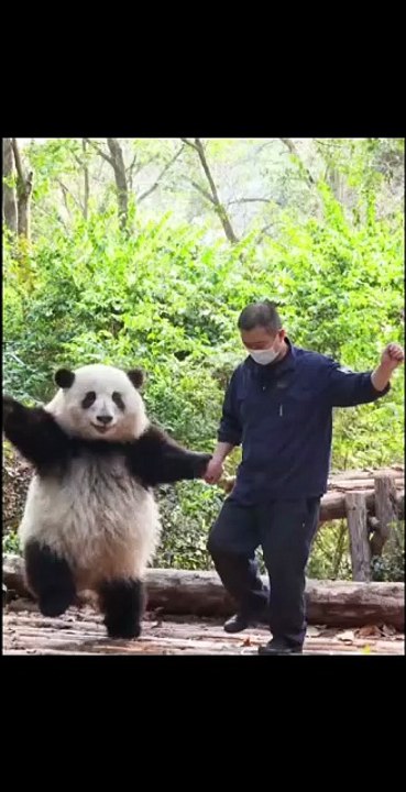 Giant Panda Comedy Series 2