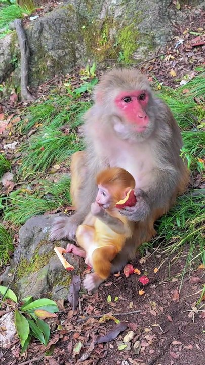 Baby monkey cute animal 77