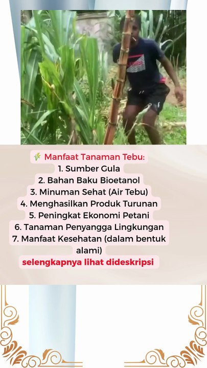 🌾 Manfaat Tanaman Tebu