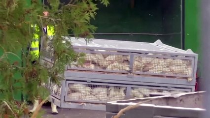 German farms set to cull 130,000 ducks and chickens after bird flu outbreak