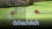 นี่มัน....สายพันธุ์ใหม่ คนแซวกันลั่นจนเป็นไวรัลชวนยิ้ม