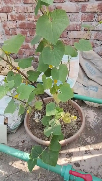 cucumber tree