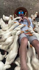 Man Gets Overwhelmed by a Duck Army — The Quack Attack of the Year! 🦆😂