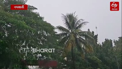 નવસારી જિલ્લામાં કમોસમી વરસાદનો કહેર: ચીકુ, ડાંગર પકવતા ખેડૂતોની ચિંતામાં વધારો