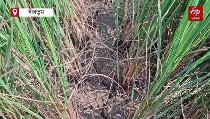 'দিদিকে বলো'-তে অভিযোগই সার, নবান্নের আগে মাথায় হাত ধান চাষিদের