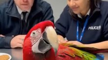 The Biscuit Deal#BritishComedy #FunnyParrot #UKHumor #BritishPolice #CinematicShort #ViralVideo #TalkingParrot #BritishAccent