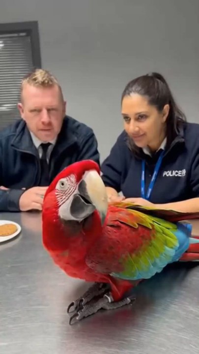 The Biscuit Deal#BritishComedy #FunnyParrot #UKHumor #BritishPolice #CinematicShort #ViralVideo #TalkingParrot #BritishAccent