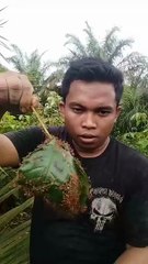 Man Eats Ant-Covered Leaves in the Forest! Unbelievable Survival Experience