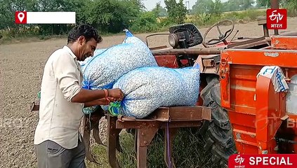 Explainer: लागत 40 फीसदी तक घटी, फिर भी लहसुन की खेती से मुंह मोड़ रहे हाड़ौती के किसान