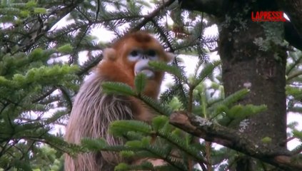 Cina, la scimmia dorata non rischia pi? l'estinzione: le immagini degli esemplari pi? belli