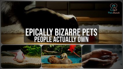 The Most Bizarre Pets People Actually Own